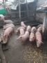малки прасенца над 25кг., снимка 1
