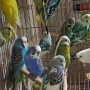 продавам валнисти папагали, снимка 5