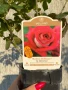 🌹 РОЗА 🌹Monica Bellucci® Meimonkeur 🌹, снимка 6