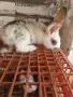 Продавам 7 бр.зайци 3мъжки и4женски, снимка 4