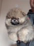 продавам померан , снимка 4