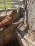 Продавам  2 чифта червени   донеци, снимка 1