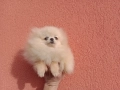 Мини Померан. Миниатюрно момиче. Реални снимки от 17.12.25 г, снимка 1