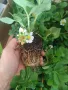 Разсад .Ягоди и малини, снимка 2