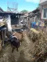 Продавам Три броя млечни кози , снимка 2