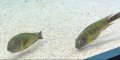 Рибки Трофеус различни видове!, снимка 14