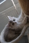 Британски котета, снимка 4