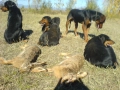 Гончета обучени за лов , снимка 5
