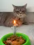 🐱 Продават се 3 прекрасни котета 🐱, снимка 5