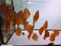 Дискуси млади риби. , снимка 4