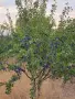 Сливи за ракия, компот и сушене, снимка 5