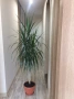 Красива палма Драцена Маргината, Хлорофитум, снимка 1