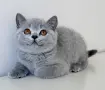 Британска късокосместа, снимка 2