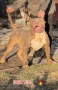 Американско Були Хл/American Bully XL , снимка 9