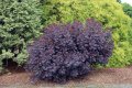 Червена Смрадлика (Cotinus coggygria 'Royal Purple'), снимка 6