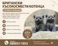 Чистокръвни Британски късокосмести котенца, снимка 1