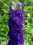 Делфиниум -10 вида , снимка 18