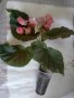 Бегония - трети вид, снимка 1 - Градински цветя и растения - 41972205