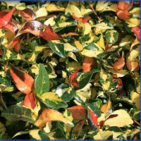 Азиатски Жасмин-(Триколор), снимка 8 - Градински цветя и растения - 41328544