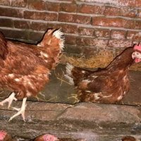 Продавам кокошки носачки ломан браун , снимка 3 - Кокошки и пуйки - 40270159