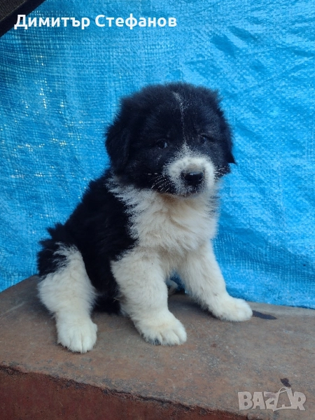 Мъжко куче на 50 дена., снимка 1