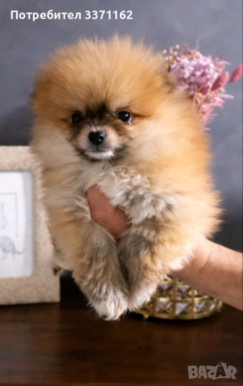 мъжко померанче, снимка 1