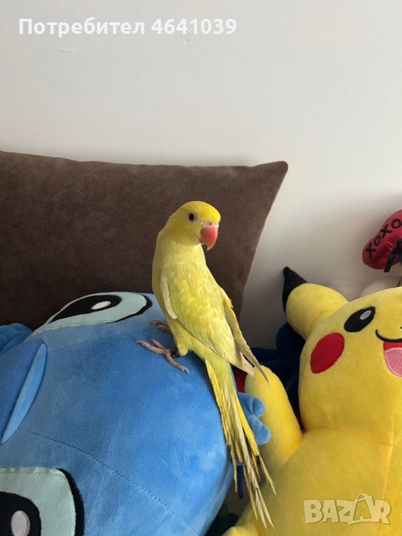 Жълтоглав Малък Александър, снимка 1