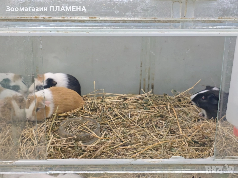 Морски свинчета , снимка 1