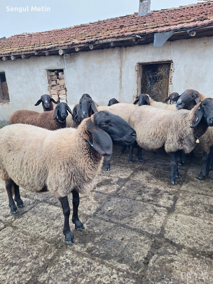 Плевенски черноглави овце , снимка 1