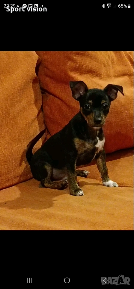 кученце смеска между чи хуа чуа и пинчер мъжко на 2 месеца, снимка 1