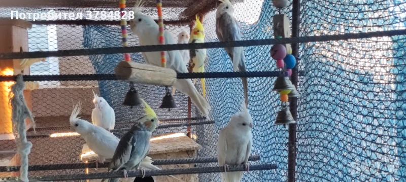 Корели , снимка 1