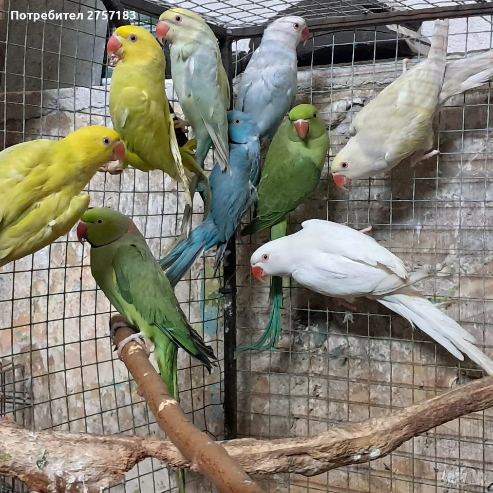 продавам малки александри, снимка 1