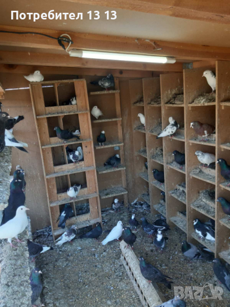 ПРОДАВАМ ГЪЛЪБИ, снимка 1