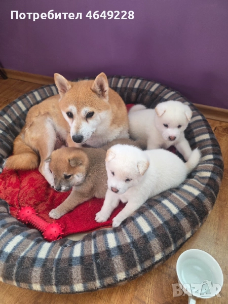 Шиба ину, снимка 1