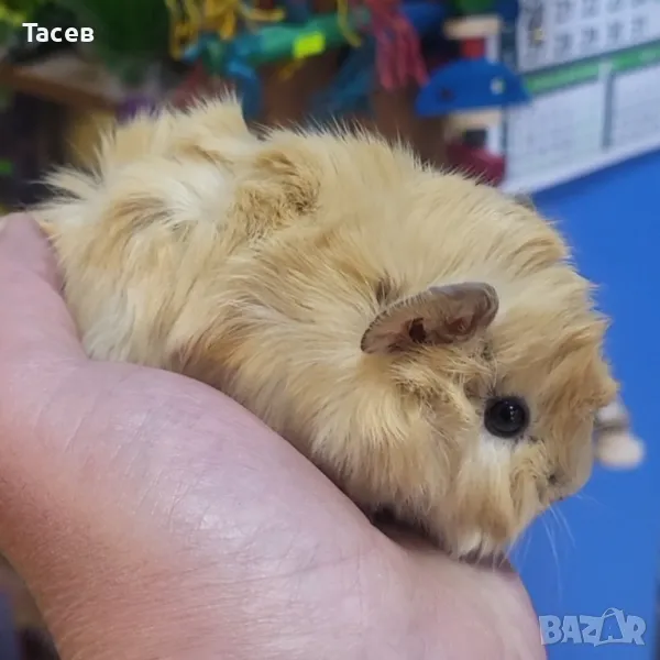 Морски свинчета, снимка 1