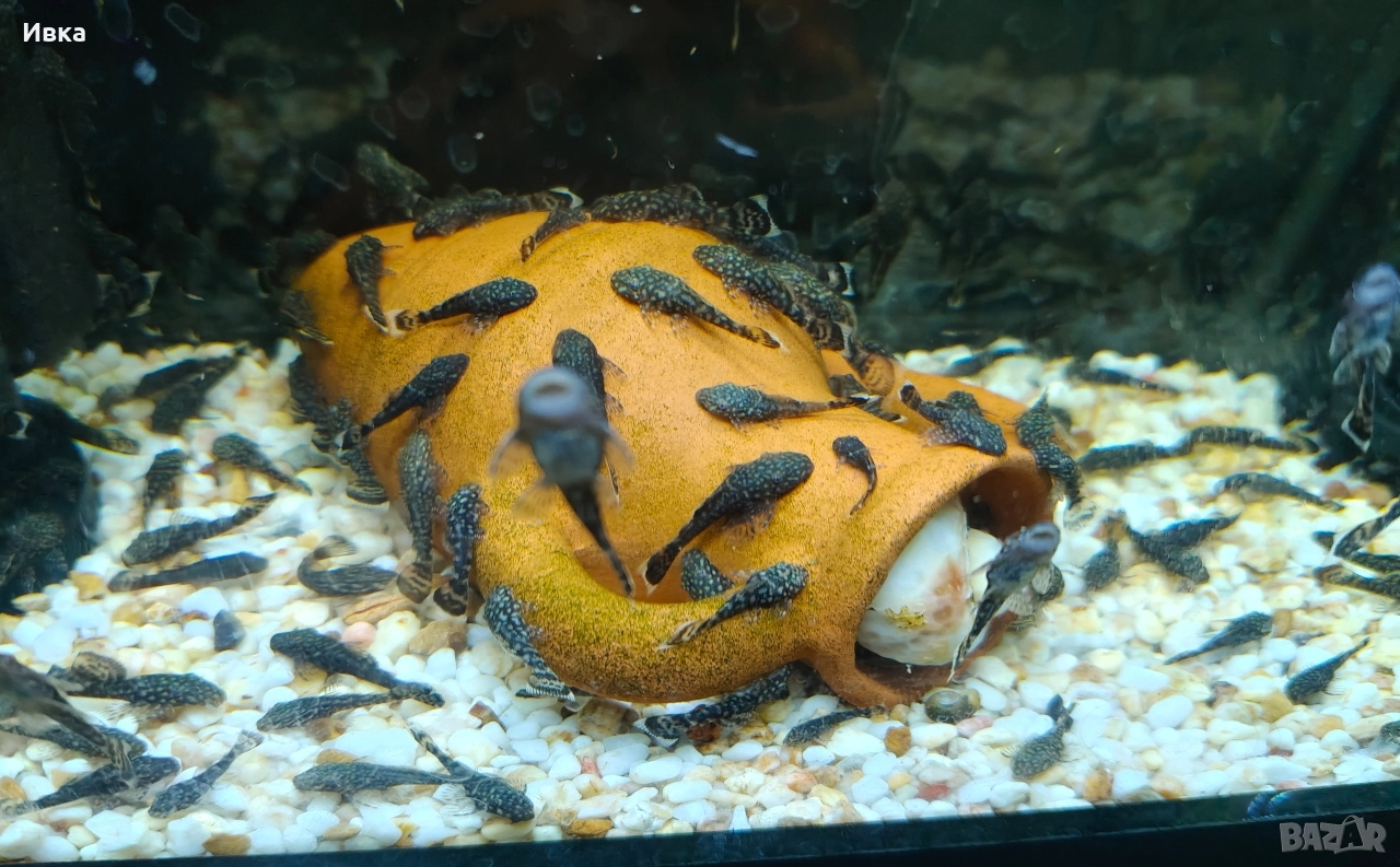 Сомчета Анцитруси , снимка 1