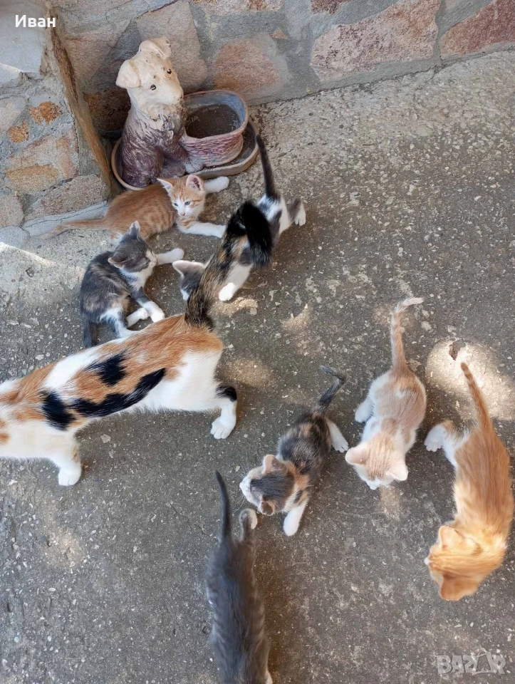 Подарявам котета , снимка 1