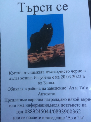Намерена е сива домашна котка с яка в Изгубени/намерени в гр. Варна -  ID37975002 — Bazar.bg
