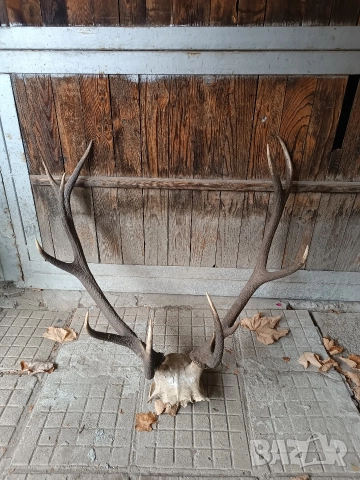 Еленски рога трофей