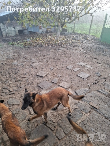 Белгийска овчарка Малиноа, снимка 8 - Белгийска овчарка - 52827626