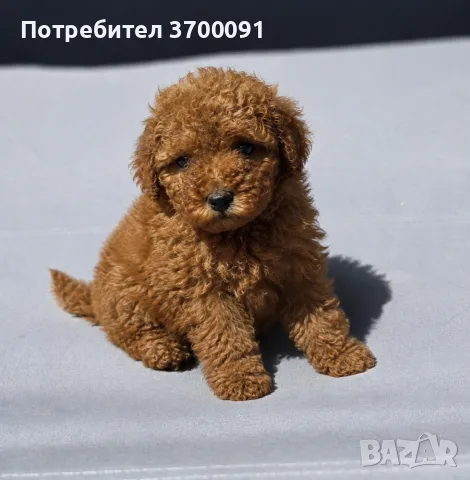 пудел / пуделчета 