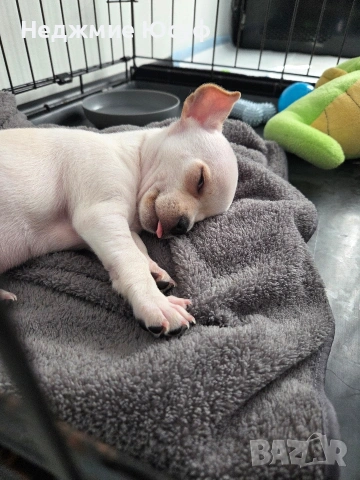 Продавам Чихухуа, снимка 3 - Чихуахуа - 53858612