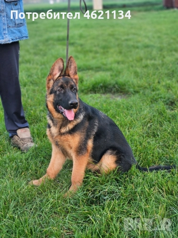 Малка мъжка немска, снимка 7 - Други животни - 52432567