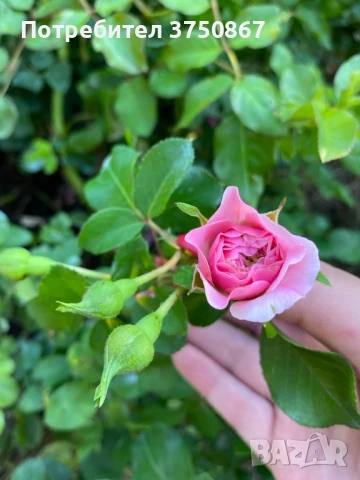 🌹 РОЗА 🌹 LES QUATRE SAISONS® Meifafio , снимка 6 - Градински цветя и растения - 51146132