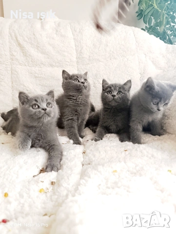 последни 2пухчета може би тази вечер ще спинкат до главичката ви 