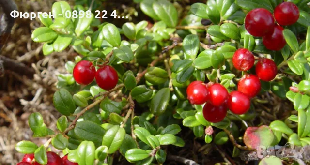  Замразени плодове, снимка 5 - Други - 43232137