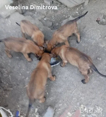 Белгийска овчарка