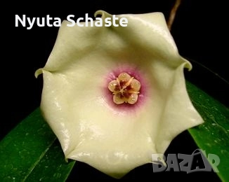 Хоя. Hoya mappigera cream 