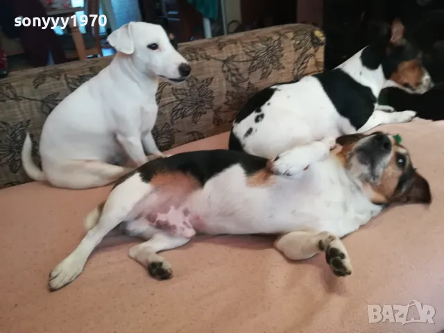 ДЖАК СИ ТЪРСИ ЖЕНА 1303251250, снимка 2 - Джак ръсел териер - 49477827