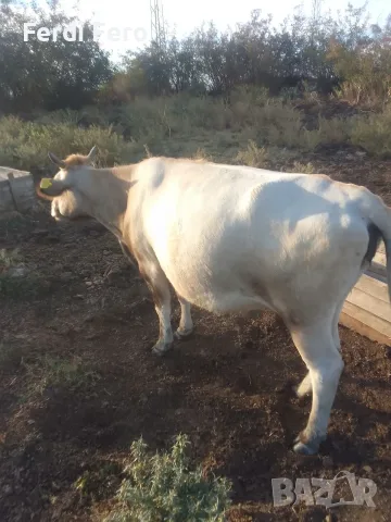 5 br mladi kravi bremeni kırjali